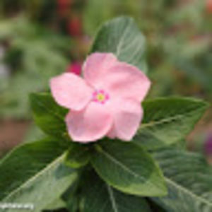 Meet your Posher, Edith